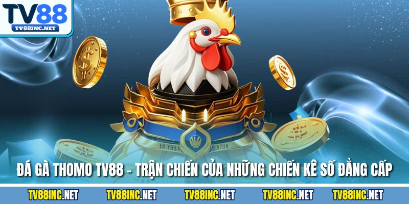 Đá gà thomo tv88 trận chiến của những chiến kê sợ đẳng cấp